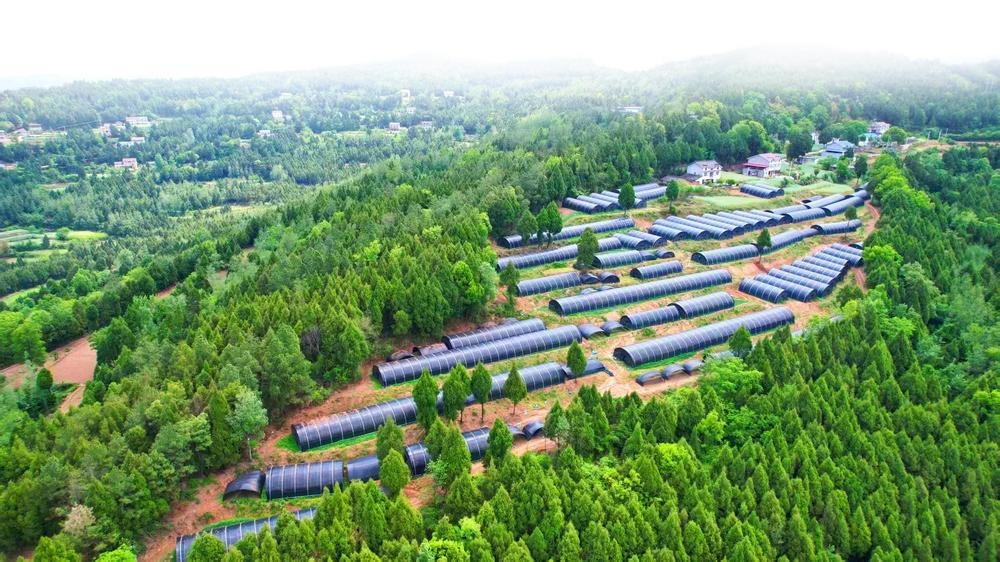 广元大力发展林下经济 2024年林下经济总产值达6745亿元(图1)