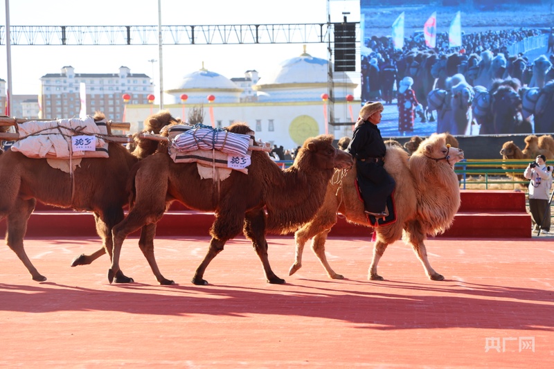 2025内蒙古阿拉善骆驼超级联赛燃情开幕(图2)