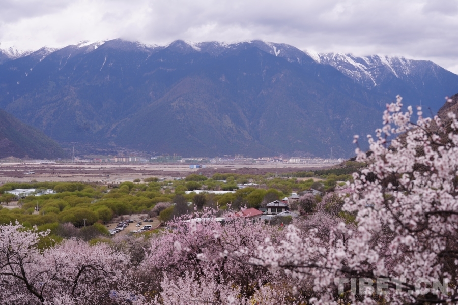 高原春色无限美 桃花源里忙生意(图1)